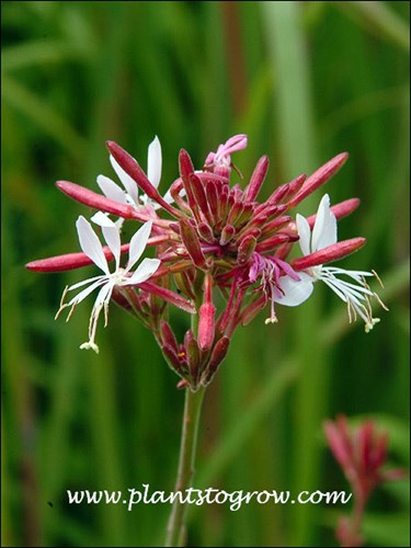 A group of 3-4 flowers on the terminal end of the lanky flower stock.
